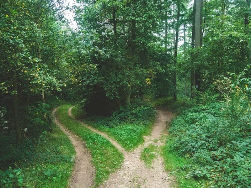 A forest path that forks into two trails through green foliage in soft daylight