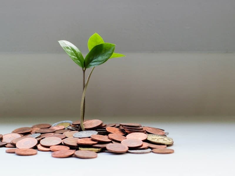A small green plant sprouting from a pile of coins in warm daylight, suggesting growth